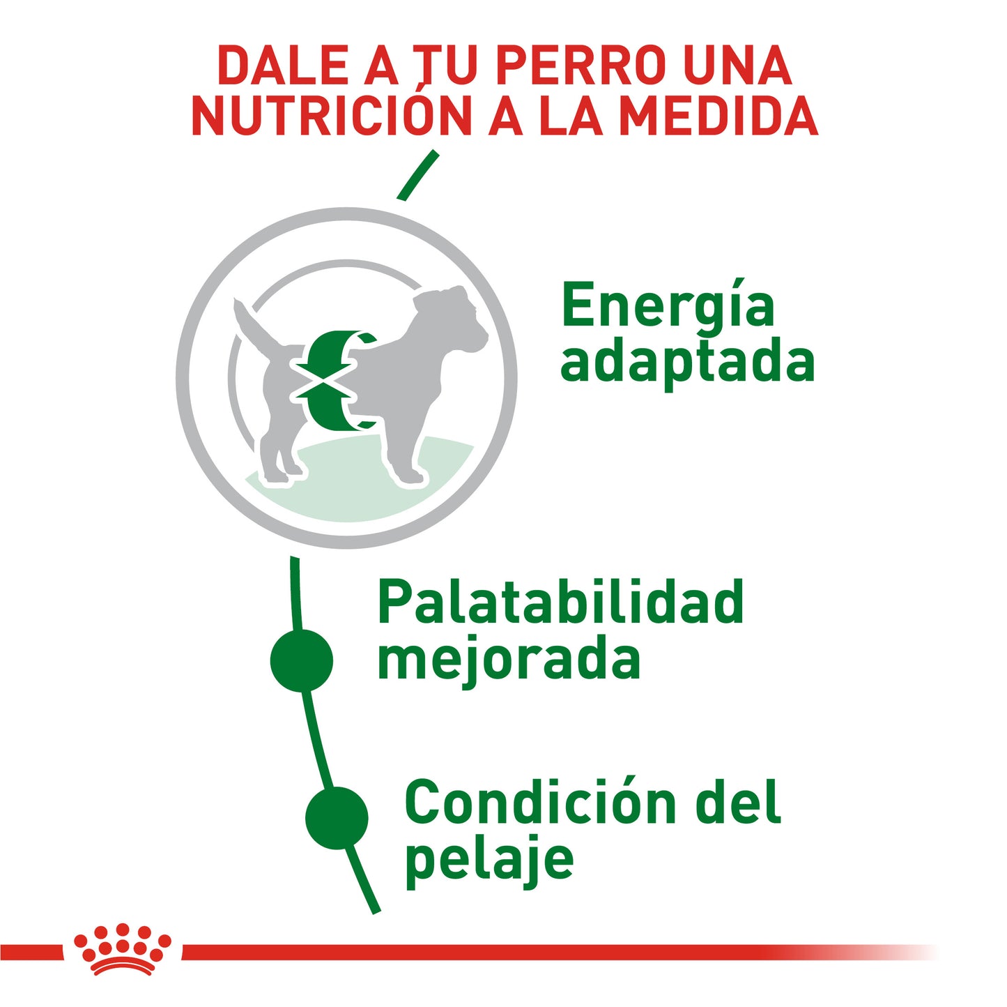 Royal Canin SHN Mini Adulto - Royi Pets