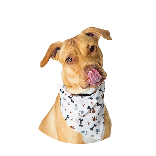 Accesorios para perros