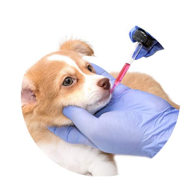 Medicina perros
