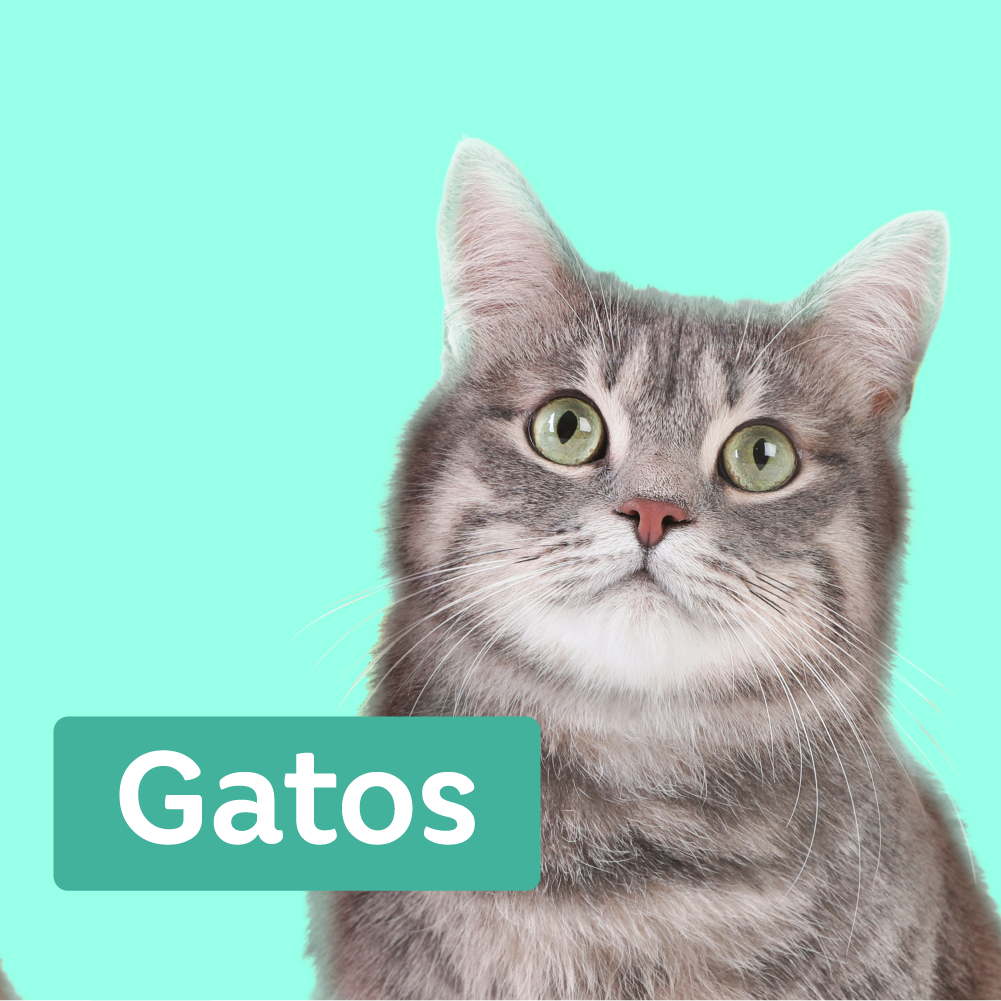Gatos