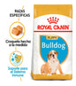 ROYAL BHN BULLDOG PUPPY X 3 KG