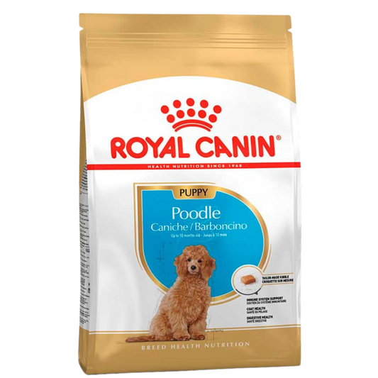 ROYAL BHN POODLE PUPPY X 3 KG