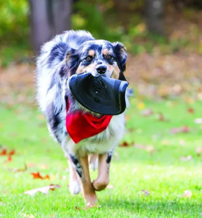 Kong - Extreme Frisbee - Royi Pets